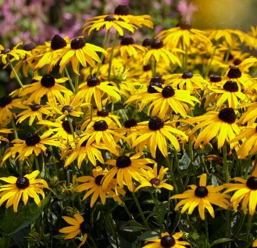 Roots Plants Rudbeckia 'Little Goldstar' Perennials Roots Plants Rudbeckia 'Little Goldstar' Perennials