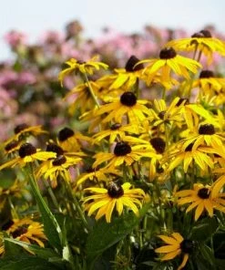 Roots Plants Rudbeckia 'Little Goldstar' Perennials 5 Roots Plants Rudbeckia 'Little Goldstar' Perennials