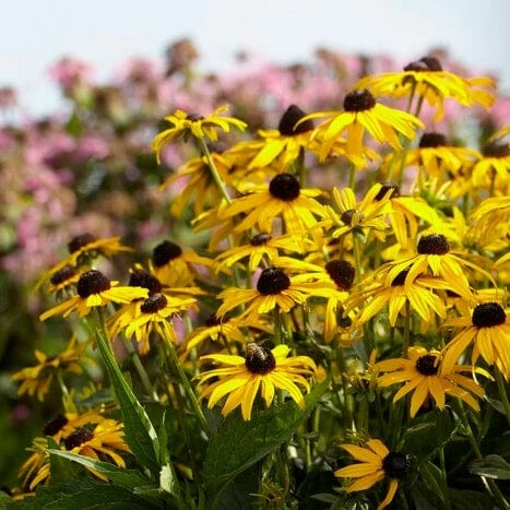 Roots Plants Rudbeckia 'Little Goldstar' Perennials Roots Plants Rudbeckia 'Little Goldstar' Perennials