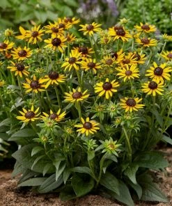 Roots Plants Rudbeckia 'Little Goldstar' Perennials 4 Roots Plants Rudbeckia 'Little Goldstar' Perennials