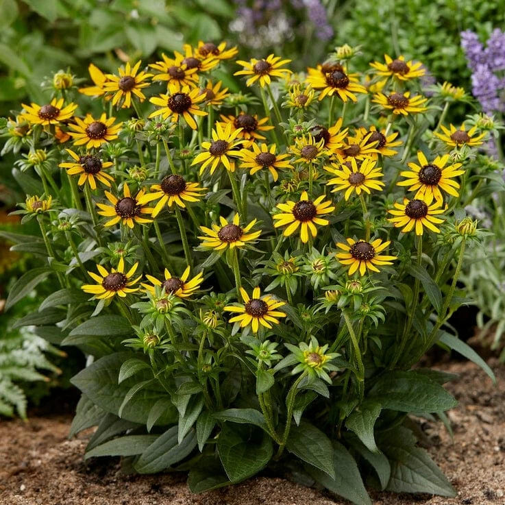 Roots Plants Rudbeckia 'Little Goldstar' Perennials Roots Plants Rudbeckia 'Little Goldstar' Perennials