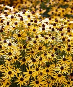 Roots Plants Rudbeckia 'Little Goldstar' Perennials 6 Roots Plants Rudbeckia 'Little Goldstar' Perennials