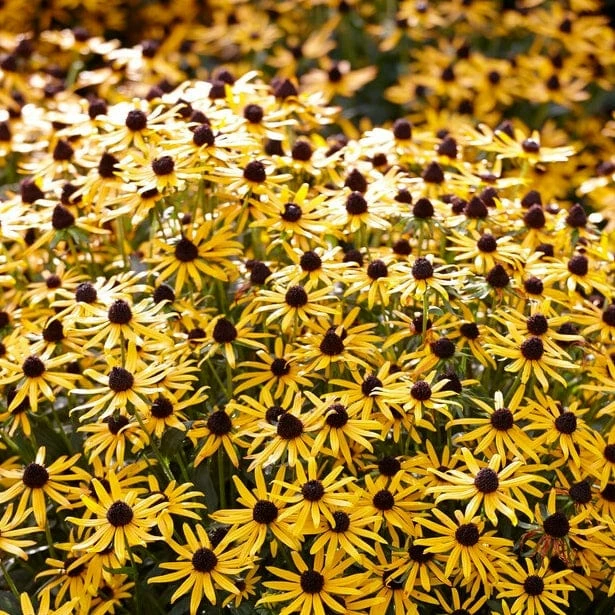 Roots Plants Rudbeckia 'Little Goldstar' Perennials Roots Plants Rudbeckia 'Little Goldstar' Perennials
