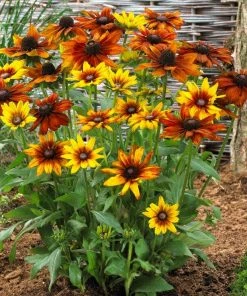 Roots Plants Perennials Rudbeckia 'Summerina Orange'