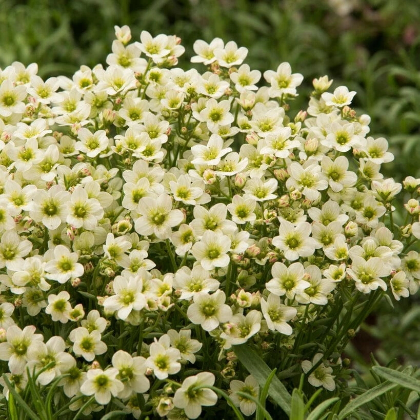 Roots Plants Saxifraga 'Touran Limegreen' Roots Plants Saxifraga 'Touran Limegreen'