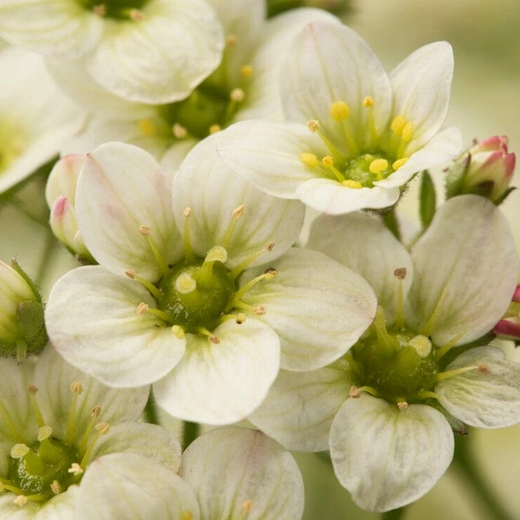 Roots Plants Saxifraga 'Touran Limegreen' Roots Plants Saxifraga 'Touran Limegreen'