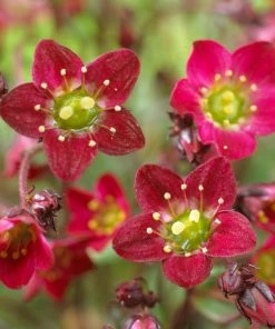 Roots Plants Perennials Saxifraga 'Touran Red'