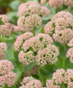 Roots Plants Sedum 'Autumn Joy'