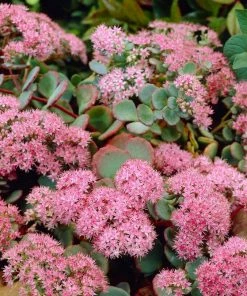 Roots Plants Sedum 'Rose Carpet'