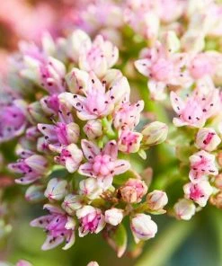 Roots Plants Sedum 'Sunsparkler Lime Zinger' Perennials