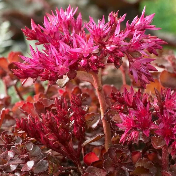 Roots Plants Sedum 'Sunsparkler Wildfire' Roots Plants Sedum 'Sunsparkler Wildfire'
