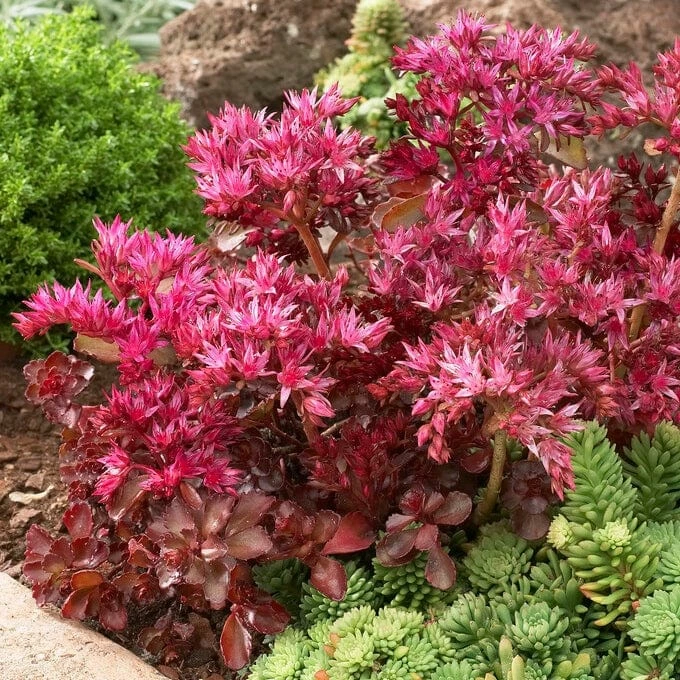 Roots Plants Sedum 'Sunsparkler Wildfire' Roots Plants Sedum 'Sunsparkler Wildfire'
