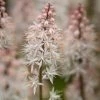 Roots Plants Tiarella 'Spring Symphony' Perennials