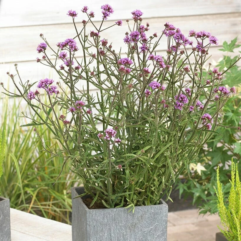 Roots Plants Verbena 'Lollipop' Verbenas Roots Plants Verbena 'Lollipop' Verbenas