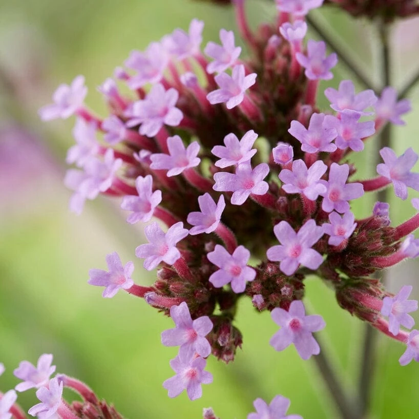 Roots Plants Verbena 'Lollipop' Verbenas Roots Plants Verbena 'Lollipop' Verbenas