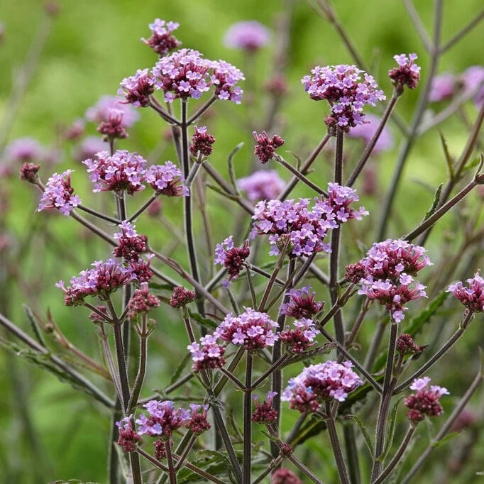 Roots Plants Verbena 'Lollipop' Verbenas Roots Plants Verbena 'Lollipop' Verbenas