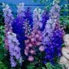Roots Plants Delphinium 'Magic Fountains Mixed' Perennials
