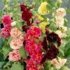 Roots Plants Hollyhock 'Chater's Double Mixed'
