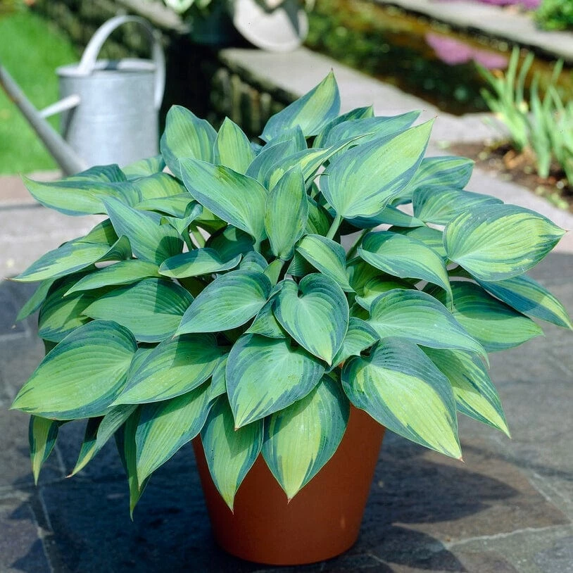 Roots Plants Hosta 'June' Roots Plants Hosta 'June'