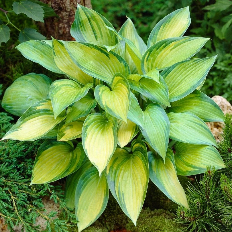 Roots Plants Hosta 'June' Roots Plants Hosta 'June'
