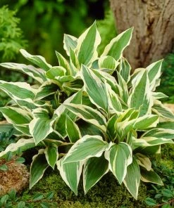 Roots Plants Hosta 'Patriot'