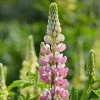 Roots Plants Perennials Lupin 'Legendary Rose Shades'