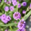 Roots Plants Verbena 'Santos Purple' 1 Roots Plants Verbena 'Santos Purple'