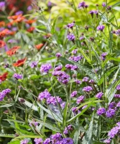 Roots Plants Verbena 'Santos Purple' 4 Roots Plants Verbena 'Santos Purple'