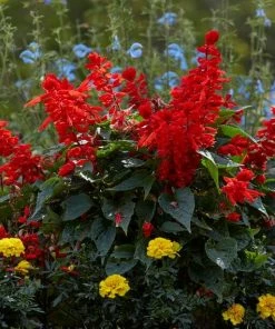 Roots Plants Salvia 'Vista Red' 4 Roots Plants Salvia 'Vista Red'