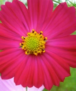 Roots Plants Cosmos 'Apollo Carmine' Perennials
