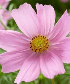 Roots Plants Cosmos 'Apollo Lovesong' Perennials 4 Roots Plants Cosmos 'Apollo Lovesong' Perennials