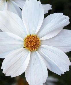 Roots Plants Perennials Cosmos 'Apollo White'