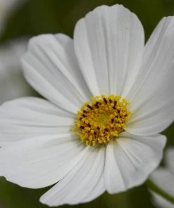 Roots Plants Perennials Cosmos 'Apollo White'