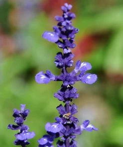 Roots Plants Salvia 'Big Blue' 4 Roots Plants Salvia 'Big Blue'