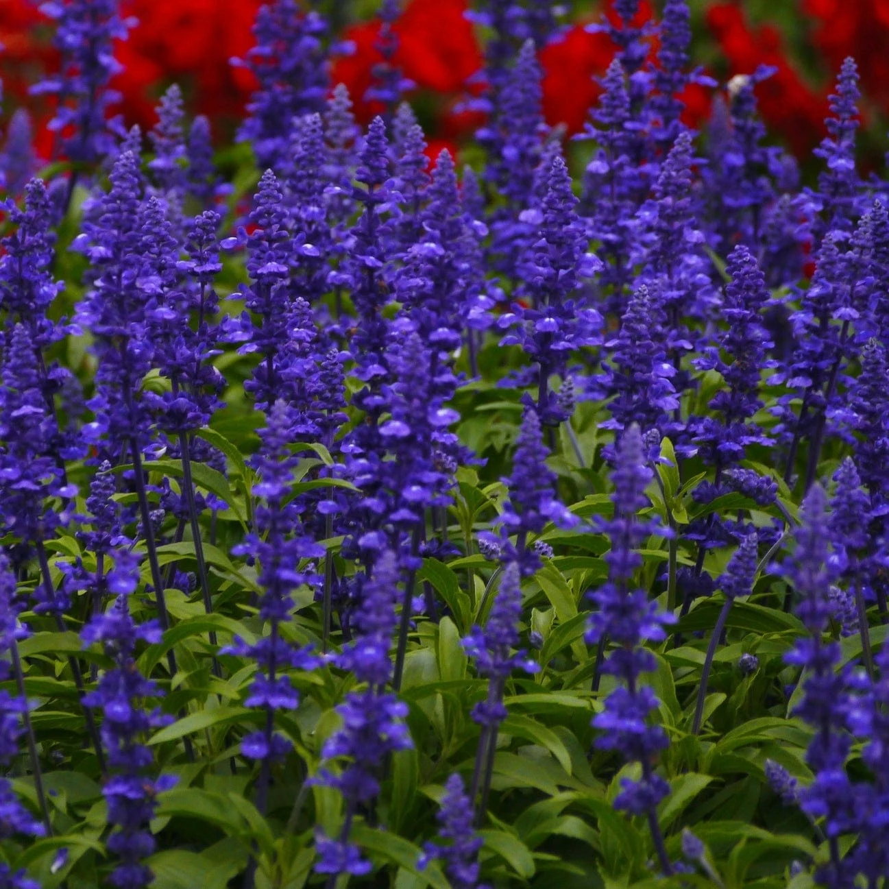 Roots Plants Salvia 'Big Blue' Roots Plants Salvia 'Big Blue'