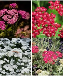 Roots Plants Perennials Achillea New Vintage Collection | 3 X 3L Pots