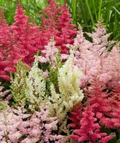 Roots Plants Astilbe Collection | 3 X 3L Pots Perennials