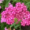 Roots Plants Achillea 'Cerise Queen' Perennials
