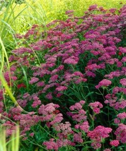 Roots Plants Mixed Flowering Perennial Plants | Extra Value Pack Perennials 14 Roots Plants Mixed Flowering Perennial Plants | Extra Value Pack Perennials