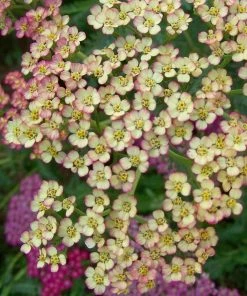 Roots Plants Achillea 'Summer Pastels'