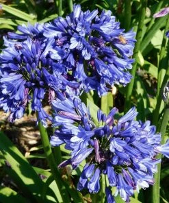 Roots Plants Agapanthus 'Blue Thunder' Perennials