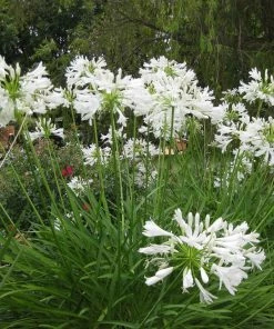 Roots Plants Agapanthus 'Silver Baby' Perennials