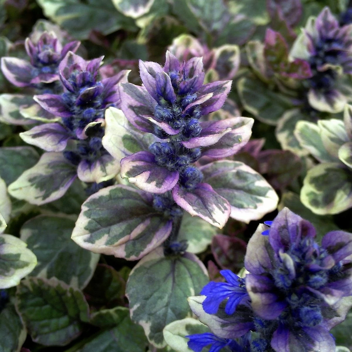 Roots Plants Ajuga 'Burgundy Glow' Roots Plants Ajuga 'Burgundy Glow'
