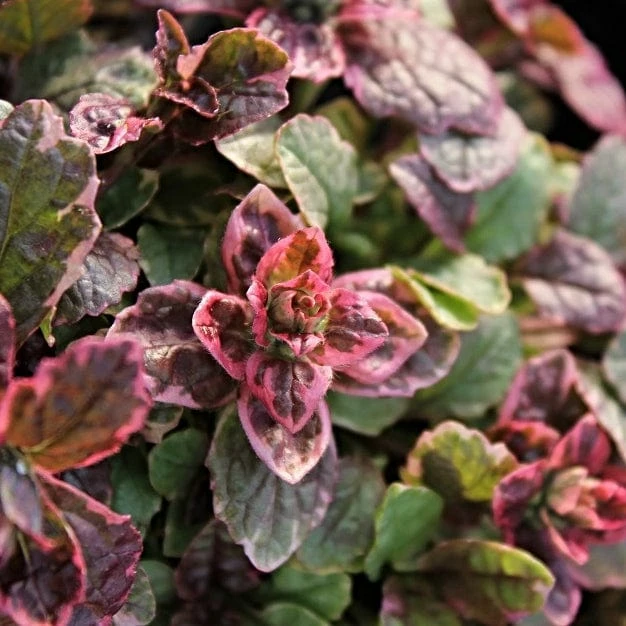 Roots Plants Ajuga 'Burgundy Glow' Roots Plants Ajuga 'Burgundy Glow'