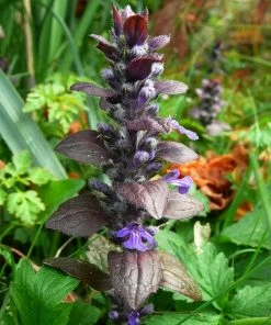 Roots Plants Ajuga 'Burgundy Glow' 4 Roots Plants Ajuga 'Burgundy Glow'