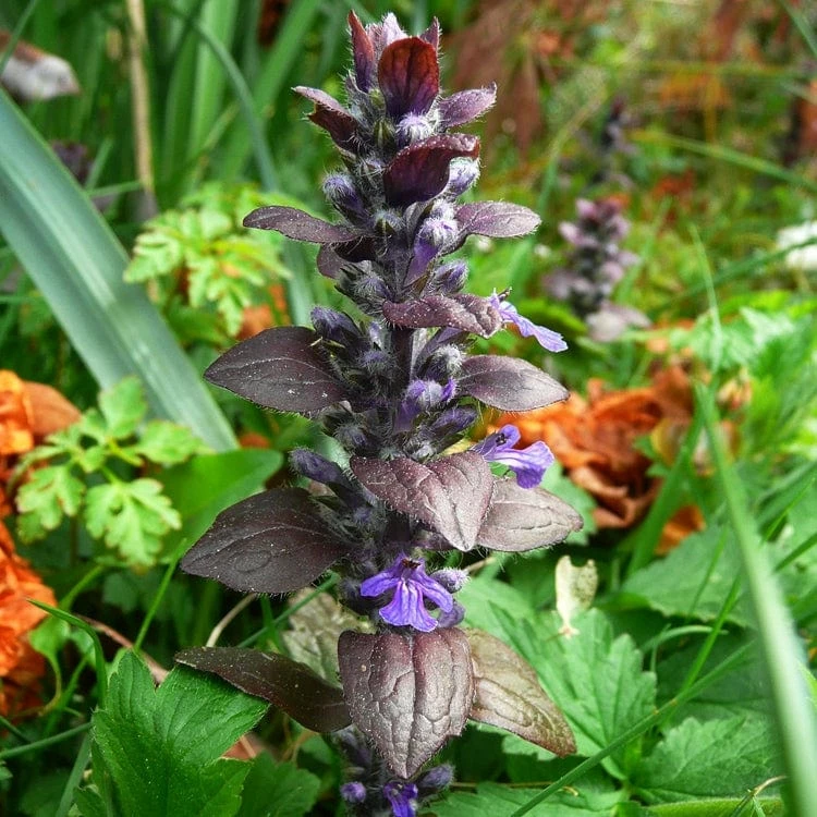 Roots Plants Ajuga 'Burgundy Glow' Roots Plants Ajuga 'Burgundy Glow'