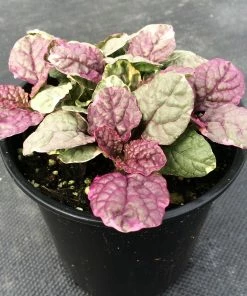 Roots Plants Ajuga 'Burgundy Glow' 5 Roots Plants Ajuga 'Burgundy Glow'