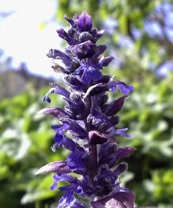 Roots Plants Ajuga 'Burgundy Glow' 6 Roots Plants Ajuga 'Burgundy Glow'
