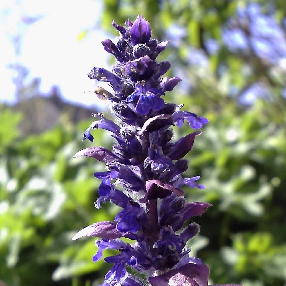 Roots Plants Ajuga 'Burgundy Glow' Roots Plants Ajuga 'Burgundy Glow'