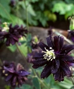 Roots Plants Aquilegia 'Black Barlow' 7 Roots Plants Aquilegia 'Black Barlow'